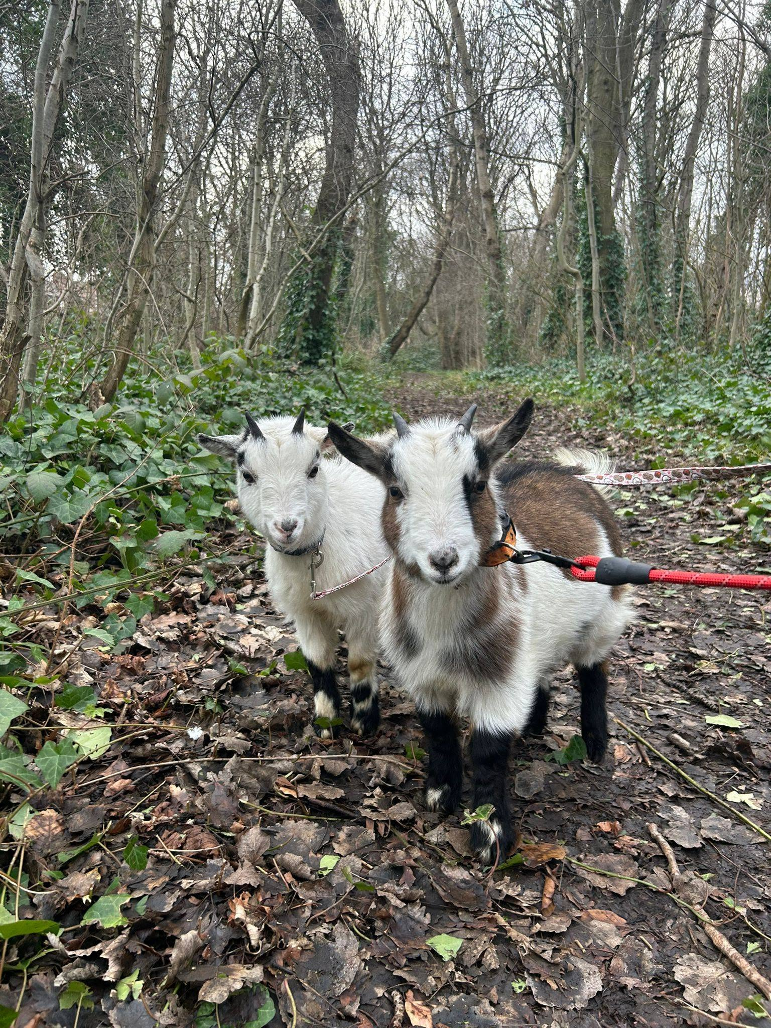 Acorn & Almond out and about